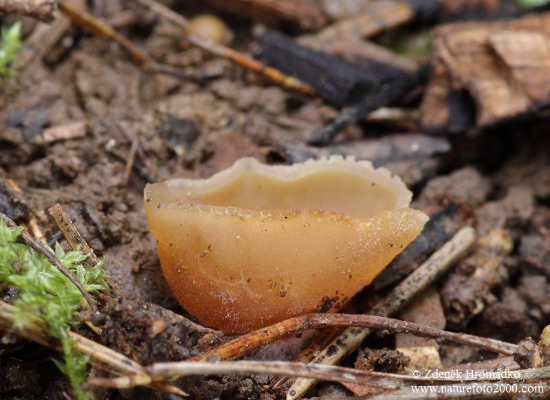 řasnatka vlhkomilná, Peziza udicola (Houby, Fungi)